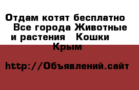 Отдам котят бесплатно  - Все города Животные и растения » Кошки   . Крым